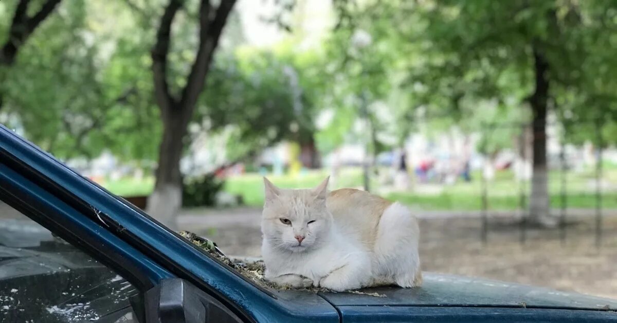 Включи котэ машина. Кот в машине. Котэ на машине. Кошачья машина. Рыжий кот в машине.