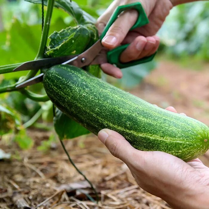 Cucumber growing