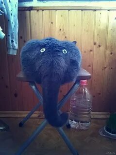 Кот слон
