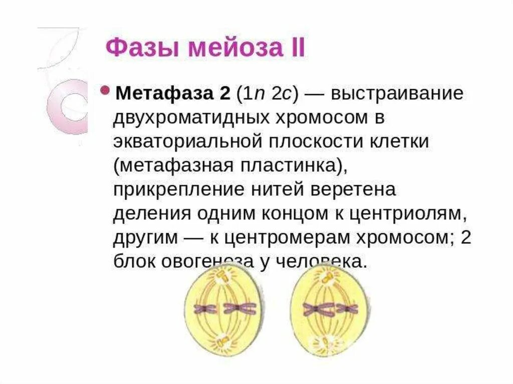 Двухроматидные хромосомы во время мейоза. Фаза метафаза 2. Метафаза мейоза 1 и 2. Мейоз 2 метафаза 2. Метафаза 3 мейоза.