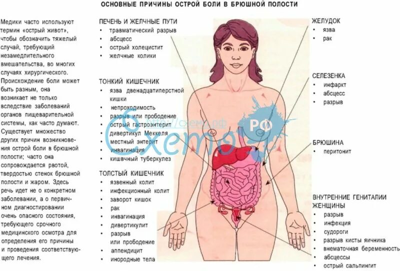 Болит слева бок живота у женщины. Расположение органов у человека в брюшной полости у женщины. Схема органов брюшной полости женщины. Боль под левым ребром. Органы расположенные в левом боку.