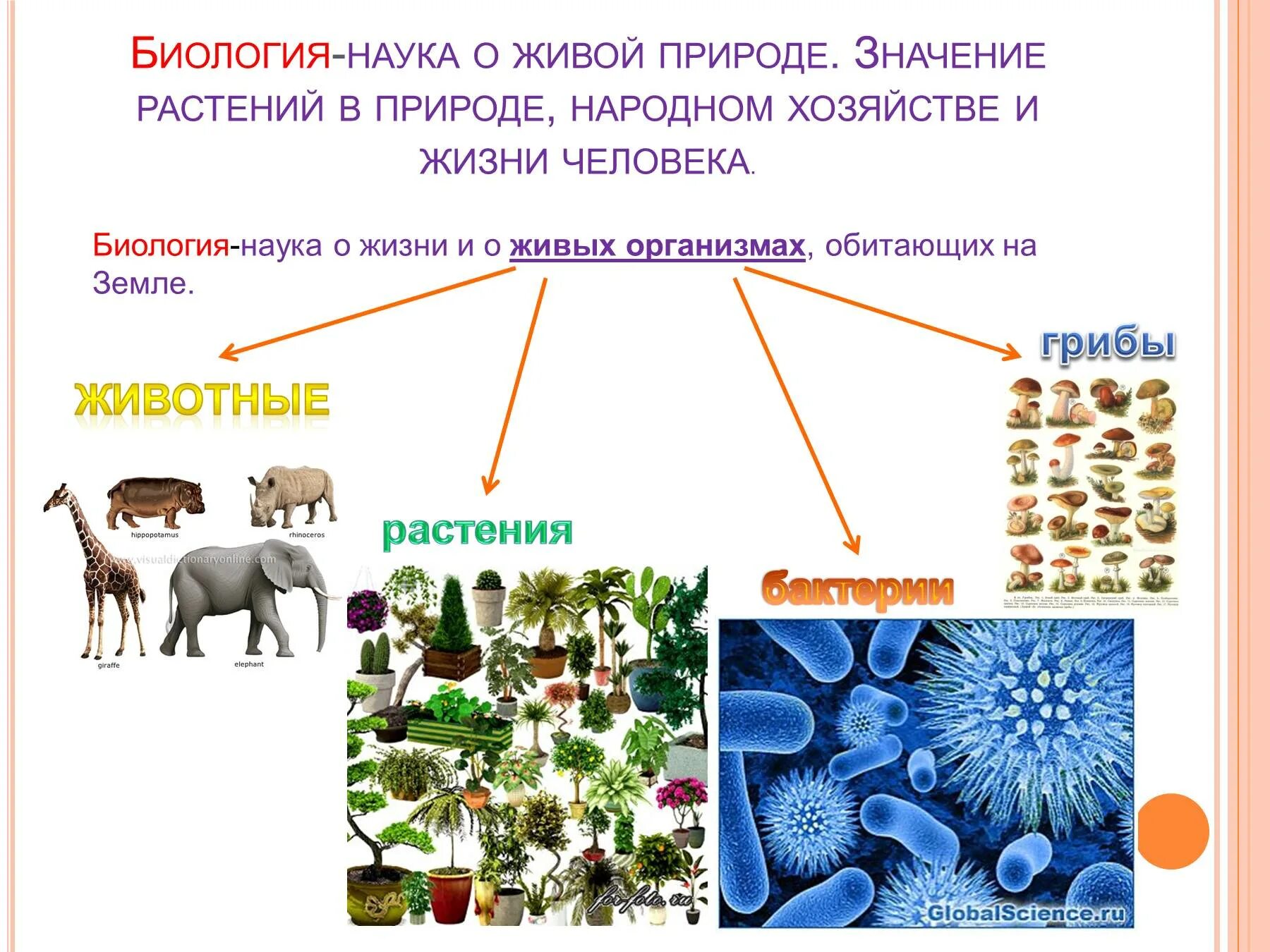 Наука о живой природе. Доклад по биологии наука о живой природе 5 класс. Живые организмы в жизни человека. Биология в жизни человека 5 класс. Биология презентация.