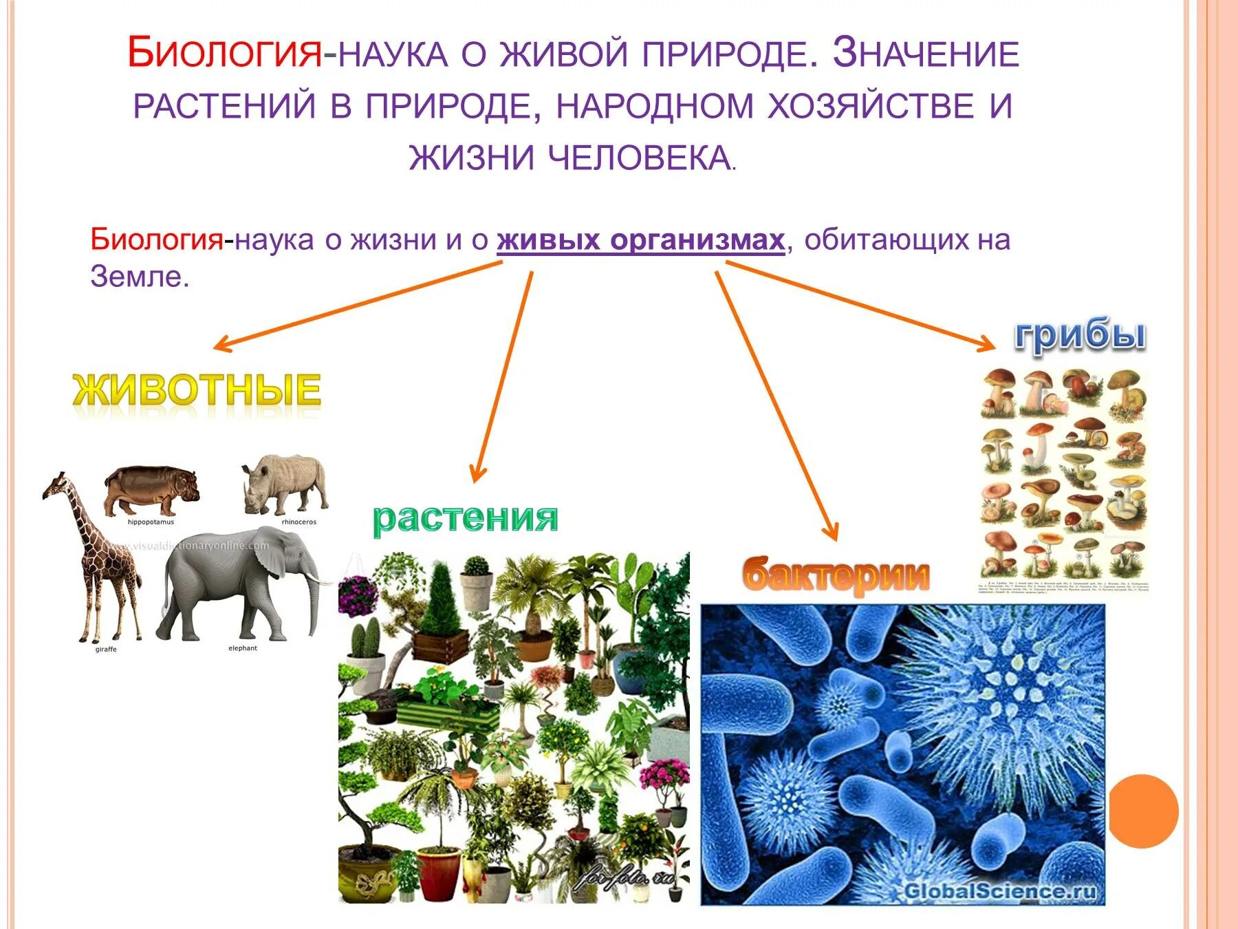 Биология 1 чем живое. Доклад по биологии наука о живой природе 5 класс. Темы для доклада по биологии. Живые организмы в жизни человека. Живые организмы в природе и жизни человека.