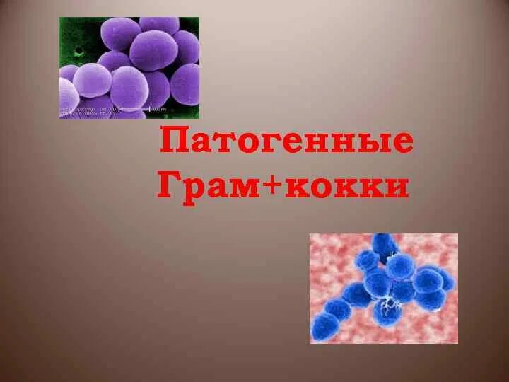 Патогенные грамположительные кокки. Основные возбудители гнойно-воспалительных заболеваний. Патогенные кокки микробиология. Классификация патогенных кокков. Общие признаки патогенных кокков.