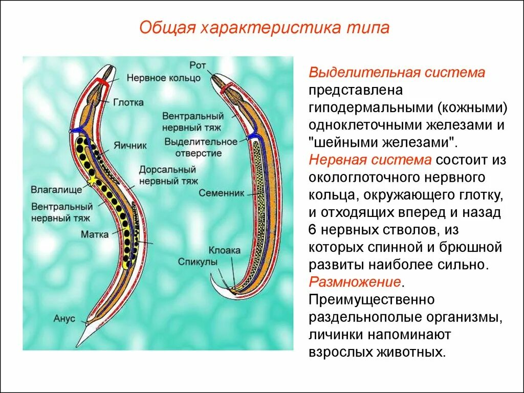 У круглых червей отсутствует. Тип круглые черви нематоды строение. Нервная система круглых червей нематоды. Тип круглые черви общее строение. Нервная пищеварительная выделительная системы круглых червей.