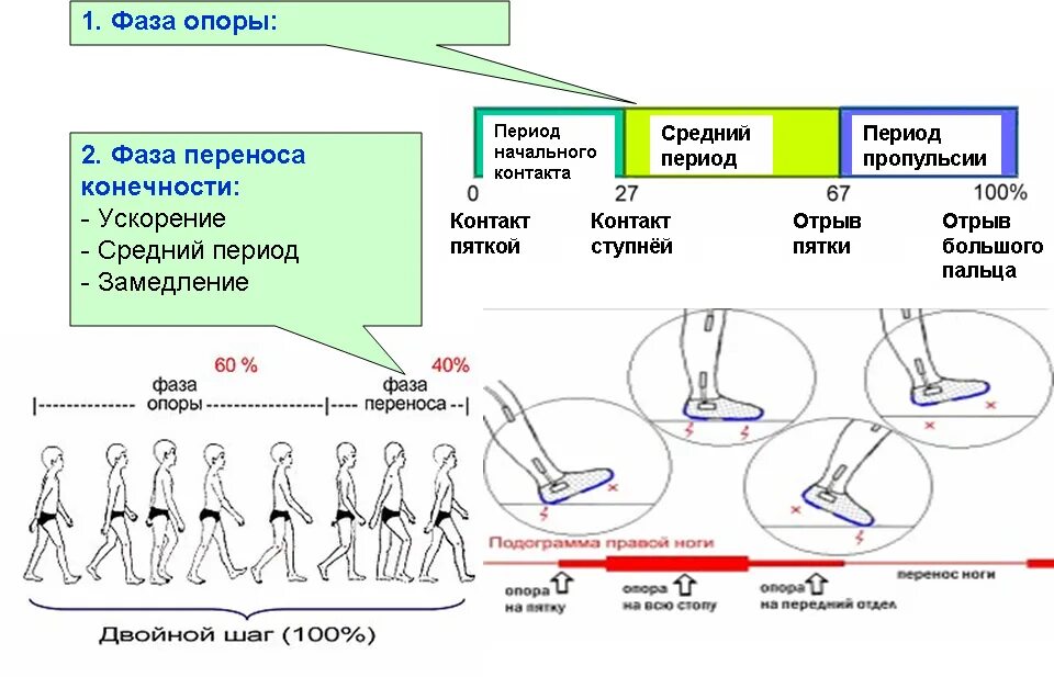 Биомеханика движений человека ходьба. Схема ходьбы. Фазы ходьбы. Фазы шага. Движение первых с чего начать