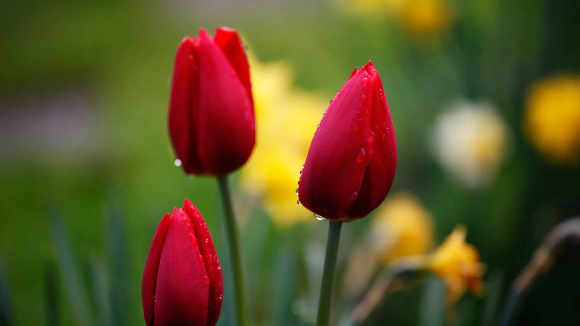 3 красных тюльпана. Тюльпан drooping. Красные тюльпаны бутоны. Lola Tulipa. Красные весенние цветы.