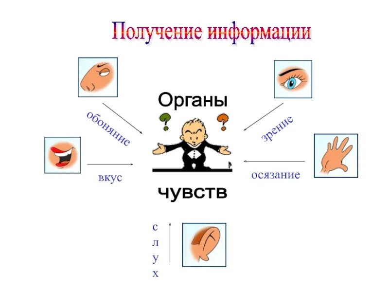 Осязание вид информации. Орган осязания информация. органы обоняния и осязания у людей. обоняние осязание и другие чувства. органы получения информации.