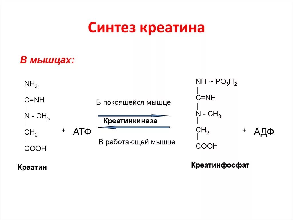 Для чего нужен синтез. Реакция синтеза креатинфосфата. Синтез креатина и креатинфосфата. Реакция образования креатина и креатинфосфата биохимия. Схема синтеза креатина.