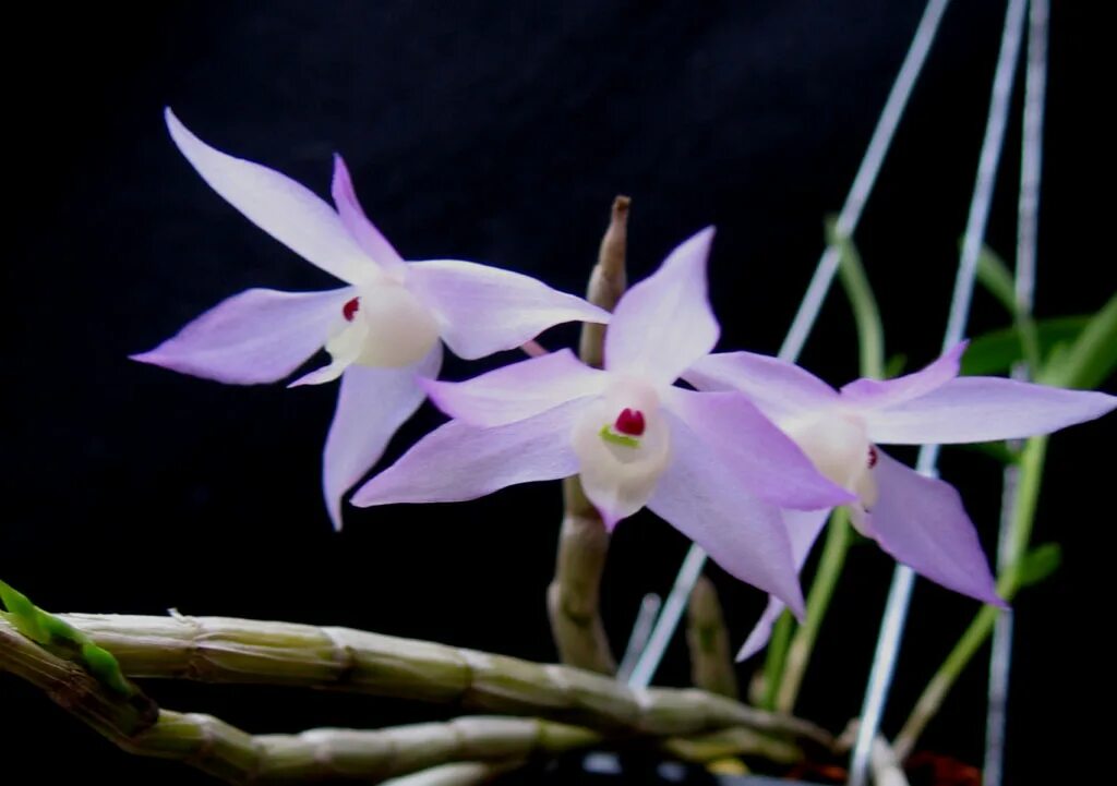 Дендробиум монилиформе. Dendrobium hercoglossum. dendrobium линдели. dendrobium hodgkinsonii. дендробиум монилиформе куренай.