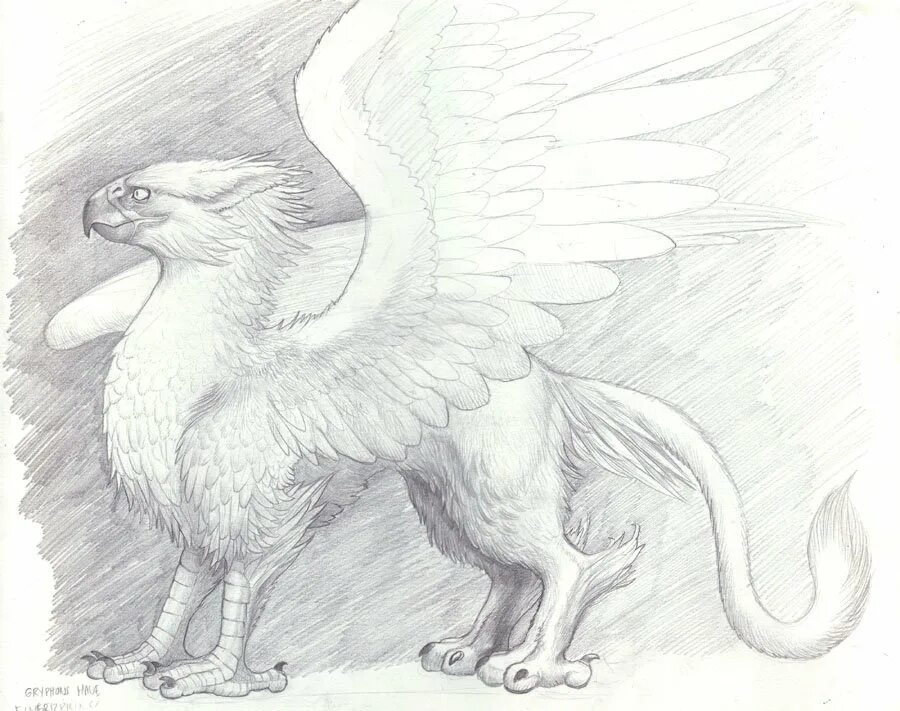 рисование фантастических существ. гиппогриф гарри поттер эскизы тату. мифические животные для рисования. гиппогриф мифология. мифическое животное.