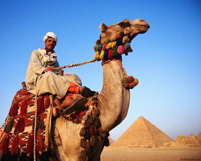 Занятия людей в пустыне. Бедуин на верблюде. Человек на верблюде. Человек с верблюдом в пустыне. Мужик на верблюде.