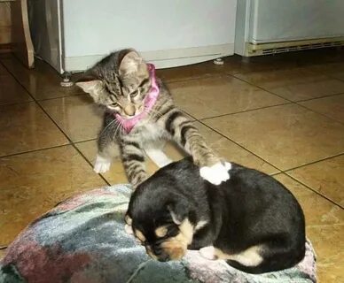 Я кошка но меня приютила