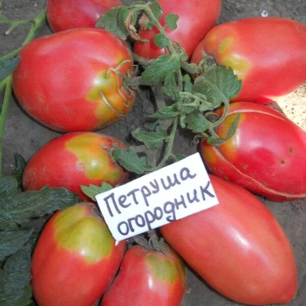 Помидор огородник описание