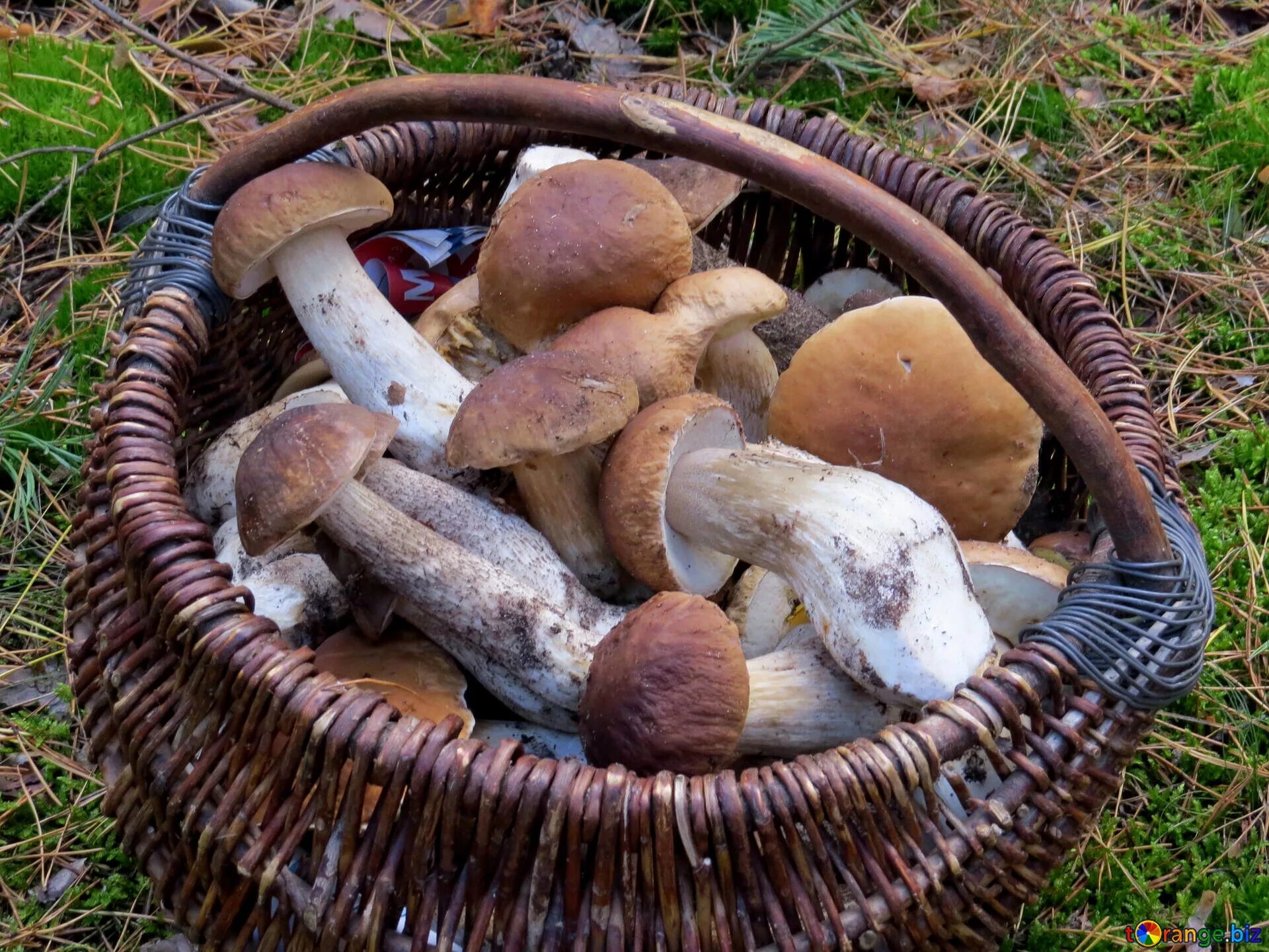 Gathering mushrooms. мальчик в лесу с корзинкой. люди собирают грибы. сбор грибов. белый гриб в разрезе.