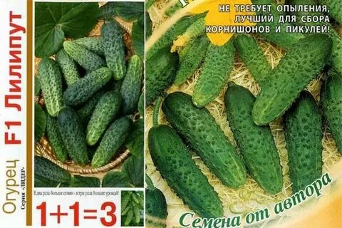 Огурцы сорта лилипут