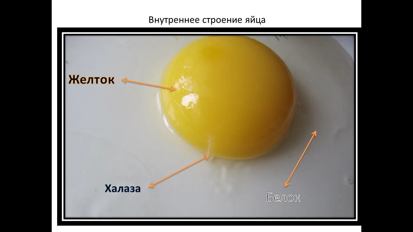 Функция желтка. Халазы в яйце. Халазы в курином яйце. Функции халазы в яйце. Строение яйца.