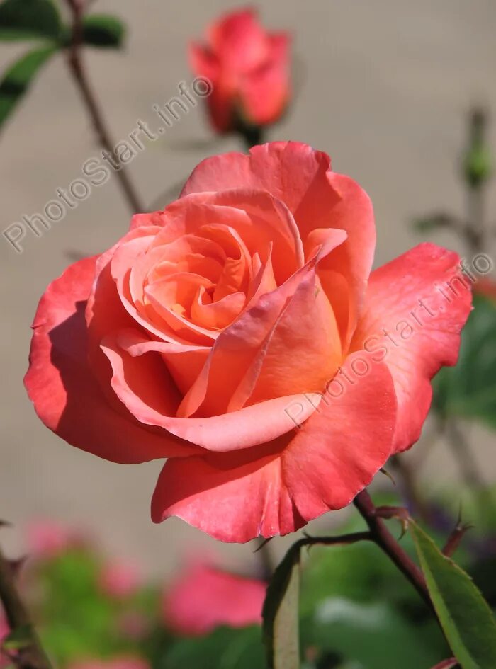 роза грандифлора лезгинка. роза сорт аве мария. роза грандифлора венеция. лезгинка розы. грузия казбегури.