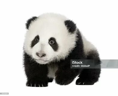 Panda 4 baby