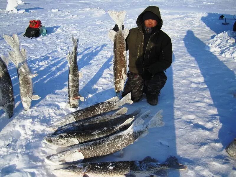 Зимняя рыбалка в Якутии. Рыбалка на реке Лена Якутия. Рыбалка в Якутии зимой. Зимняя рыбалка в якутти.
