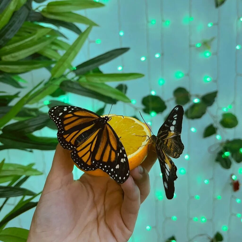 Выставка бабочек колизей. Парк тропических бабочек в Новосибирске. Парк живых бабочек Самара. Парк бабочек Челябинск Куба. Парк бабочек Гранд каньон.