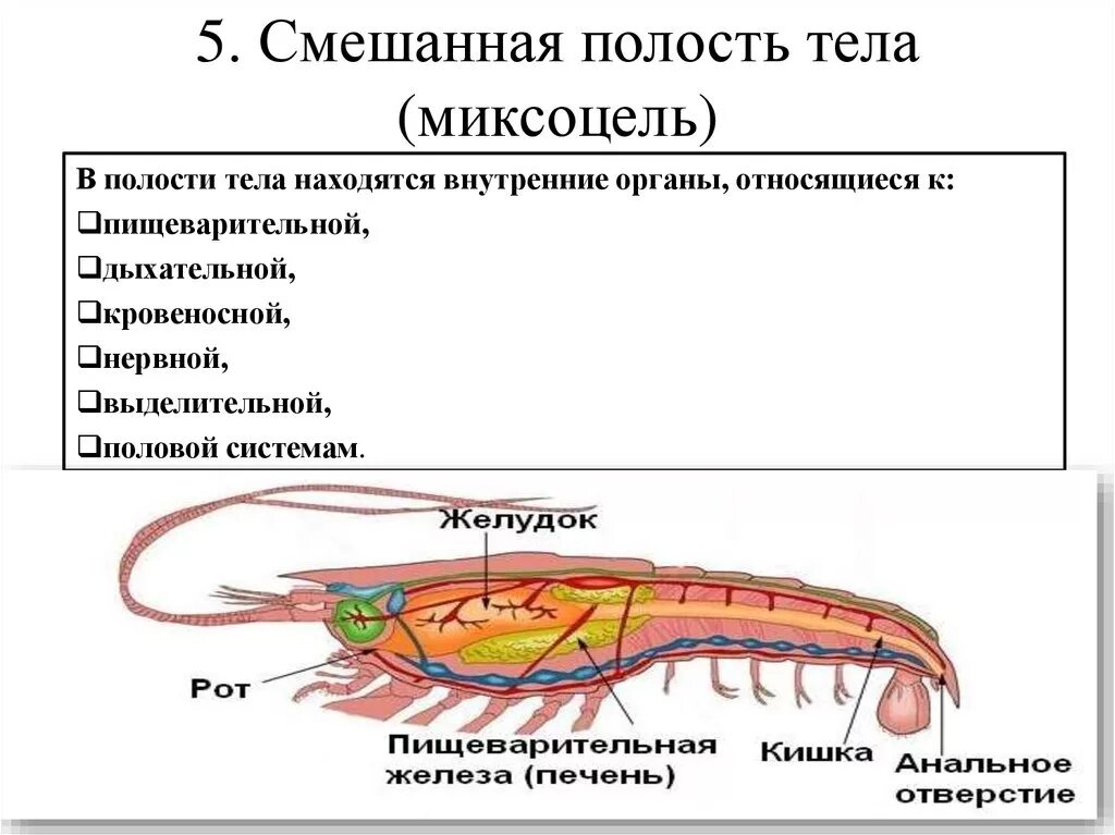 У круглых червей отсутствует