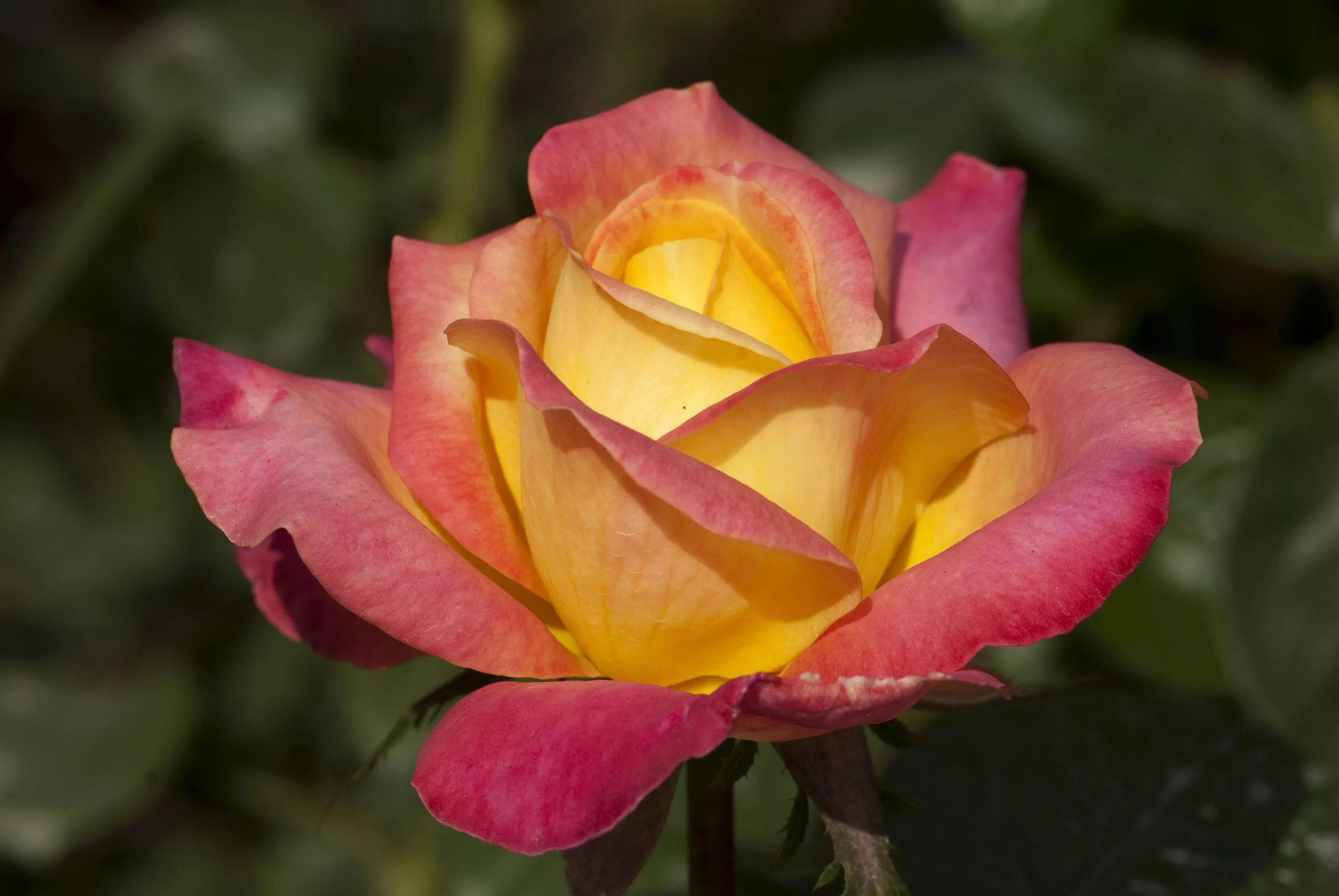 ароматные розы сорта