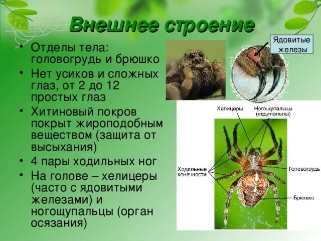 У паукообразных две пары усиков. Представители класса паукообразные. Какие животные относятся к классу паукообразных. Хитиновый Покров отделы тела. Хитиновый Покров паукообразных.