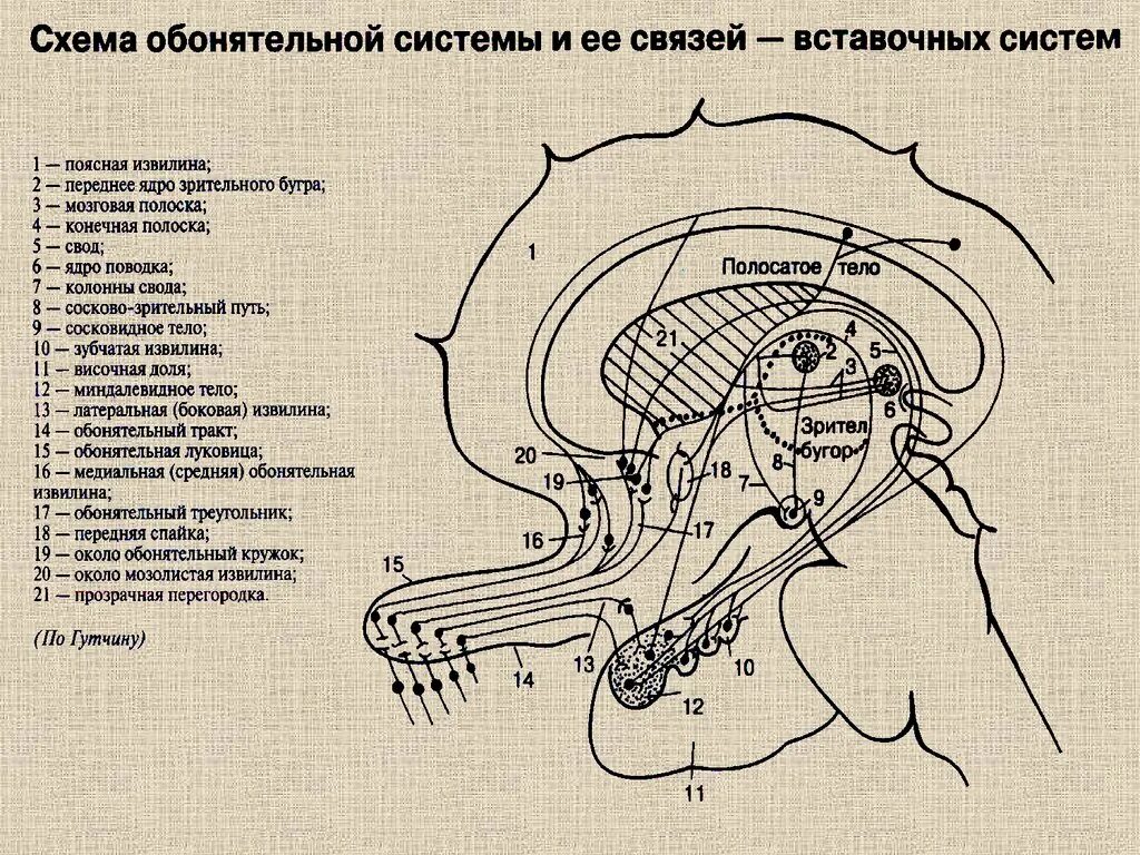 Проводящий путь обонятельного анализатора схема. Проводниковый отдел обонятельной сенсорной системы схема. Проводниковый отдел обонятельного анализатора схема. Блок-схемы обонятельной и вкусовой сенсорных систем.. Обонятельный проводниковый отдел