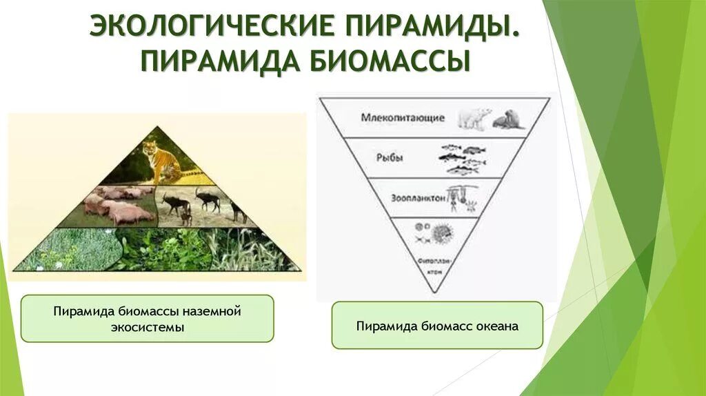 Экологическая пирамида биомассы Перевернутая. Экологические пирамиды пирамида биомасс. Перевернутая пирамида численности и биомассы. Пирамида биомассы наземной экосистемы. Сравните суммарную биомассу суши и океана
