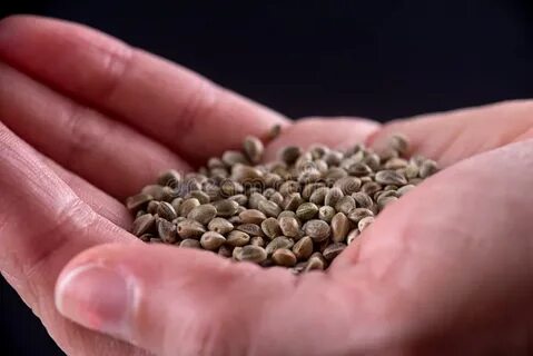 Семена рядом со мной