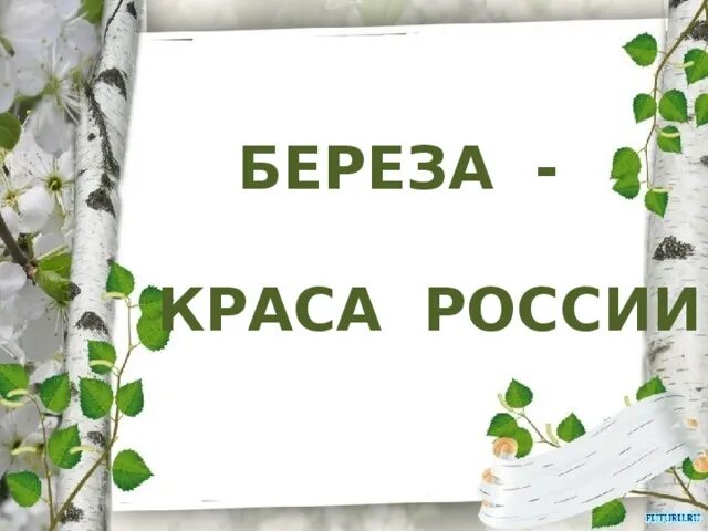 Презентация березка. Шаблон для презентации береза. Берёзка Краса. Массив березы для презентации. Шаблон для презентации Березка.