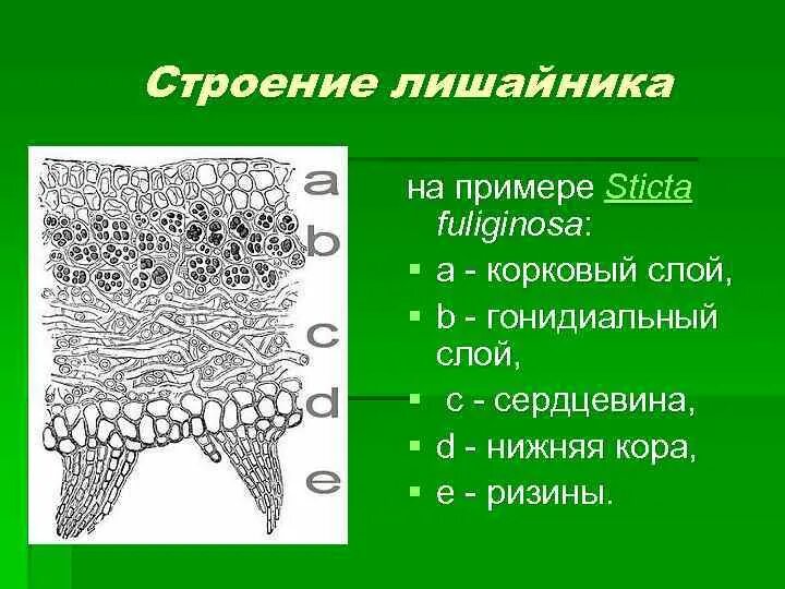 Нижний коровый слой у лишайника. Строения лишайника Нижний коровый слой. Неклеточное строение лишайника. У лишайников неклеточное строение.