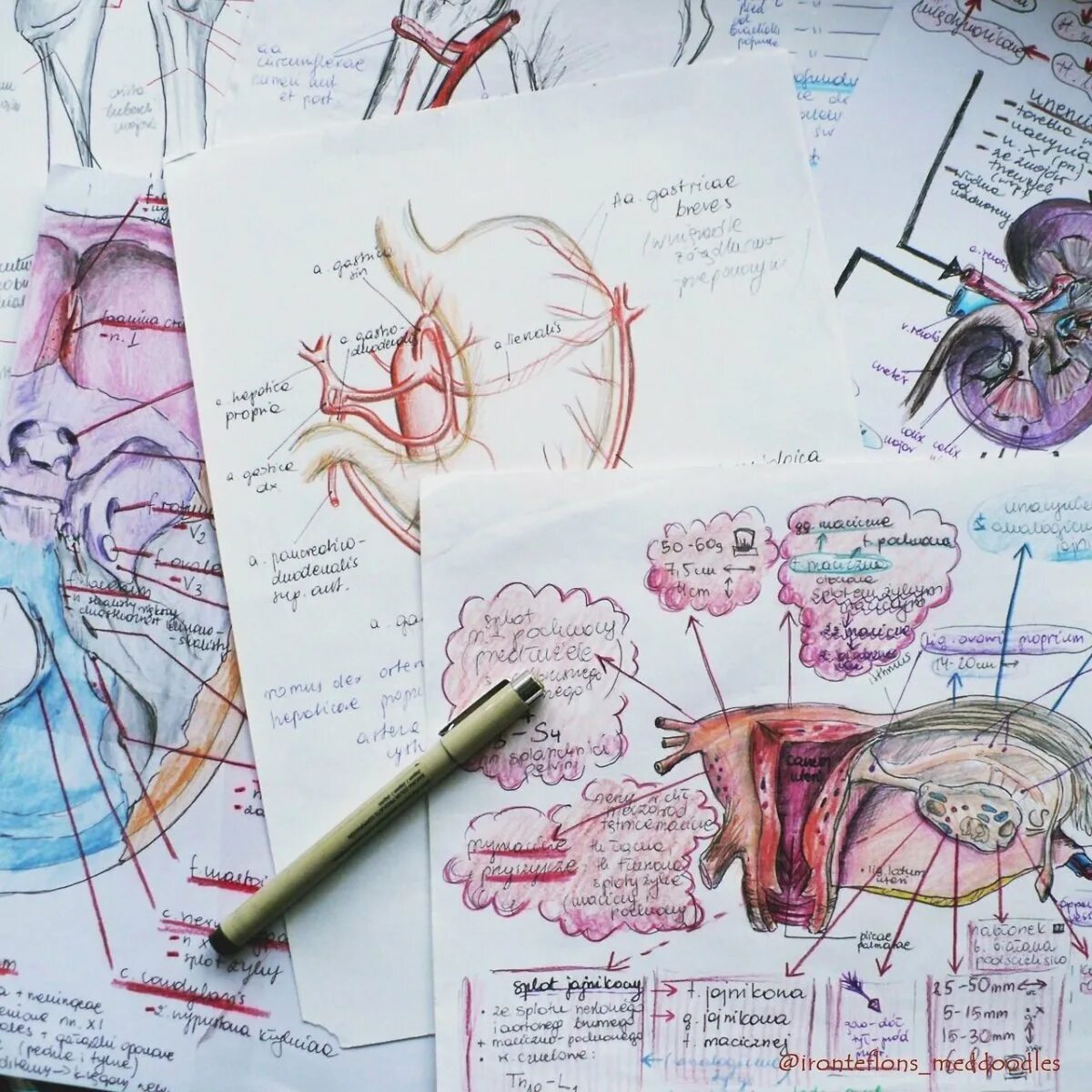 Anatomy of getting stuck. Шалабхасана мышцы. Anatomy of getting stuck. Anatomy of getting stuck. Anatomy of getting stuck.