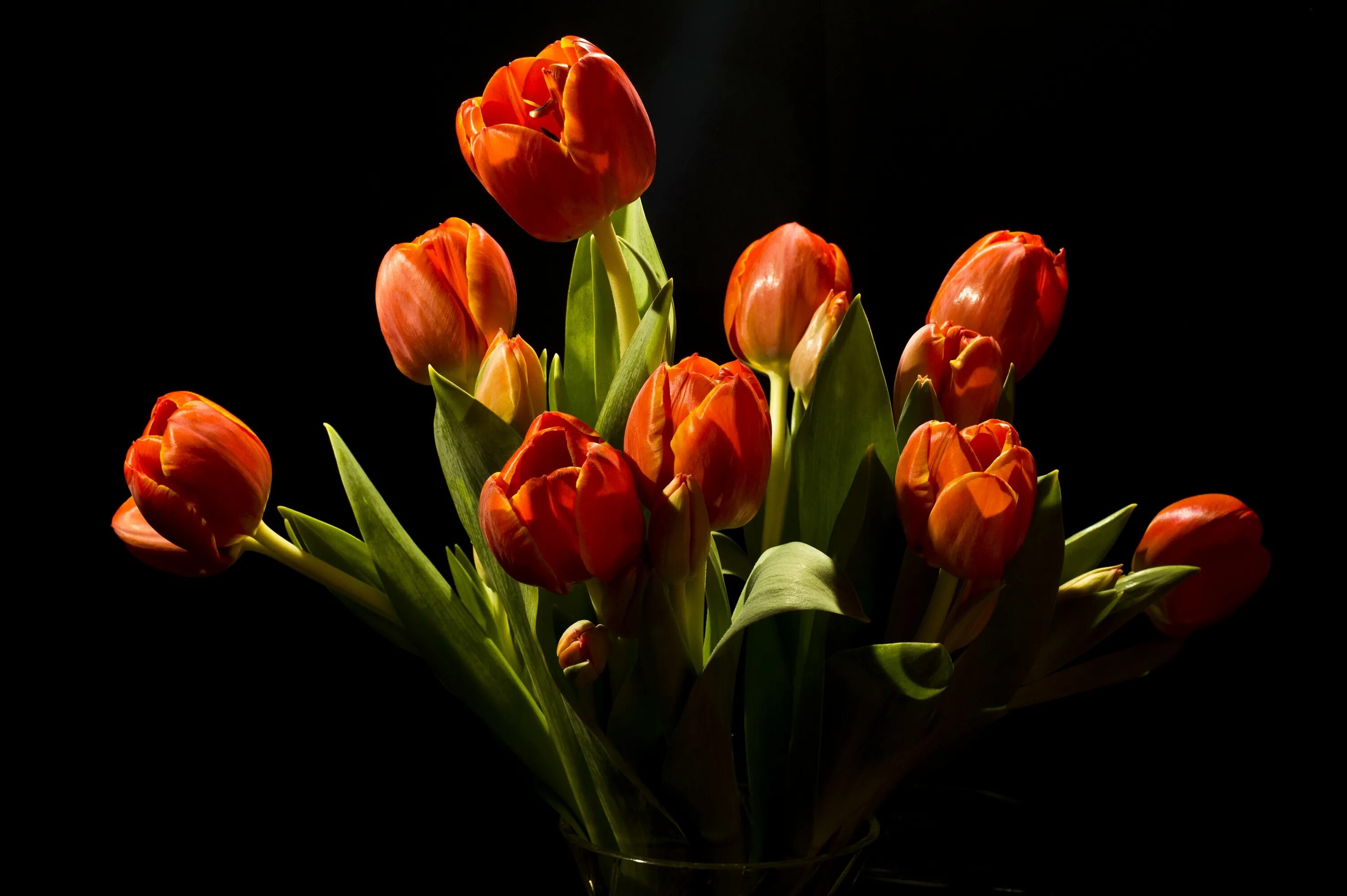 черный тюльпан. черный тюльпан. черный тюльпан. тюльпаны на темном фоне. красные тюльпаны на черном фоне.