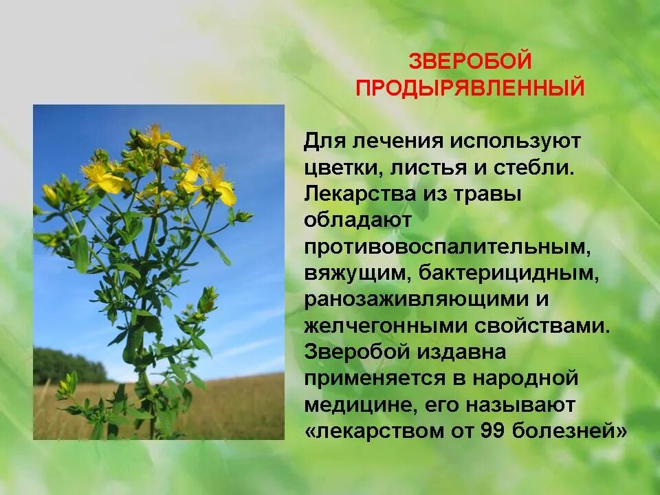 Как растения используют другие растения. Зверобой лечебные свойства. зверобой луговой. трава зверобоя продырявленного. лекарственные растения зверобой лечебные свойства.