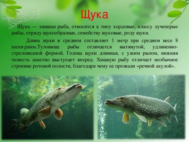 Каких животных относят к рыбам