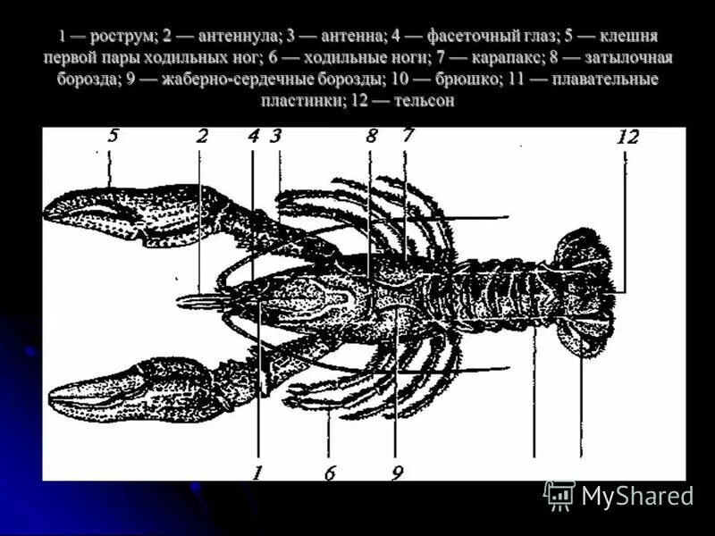 Ракообразные три пары ходильных ног. Ракообразные строение антеннулы. антеннулы и антенны у ракообразных. рострум у ракообразных. антеннулы у членистоногих.