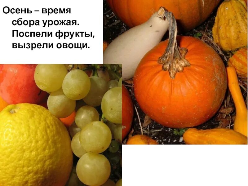Какие фрукты поспевают. Овощи и фрукты которые созревают осенью. фрукты которые созревают осенью. осень время сбора урожая. овощи которые созревают осенью.
