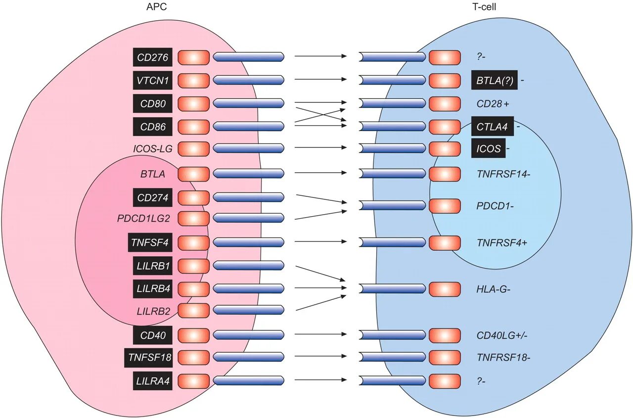 Ген apc. Apc ген. t cell receptor interaction. apc cells in lungs. schematic of open cell and closed cell design.