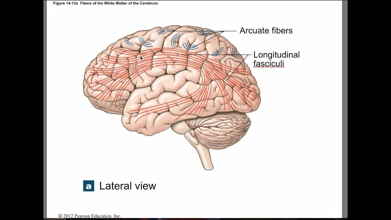 Brain 22. Superior longitudinal fasciculus. Cerebrum. Superior longitudinal fasciculus Axial. Arcuate fasciculus within the left temporal and frontal Lobes.