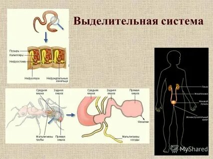 Защита организма у животных