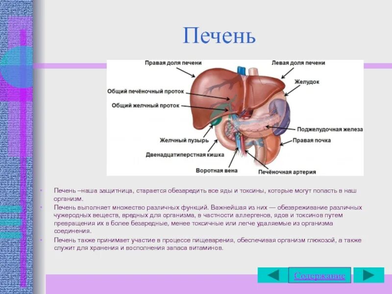 Что выводит печень. Функции печени в организме человека. Что выводит печень из организма. Какие вещества удаляются из организма печень.