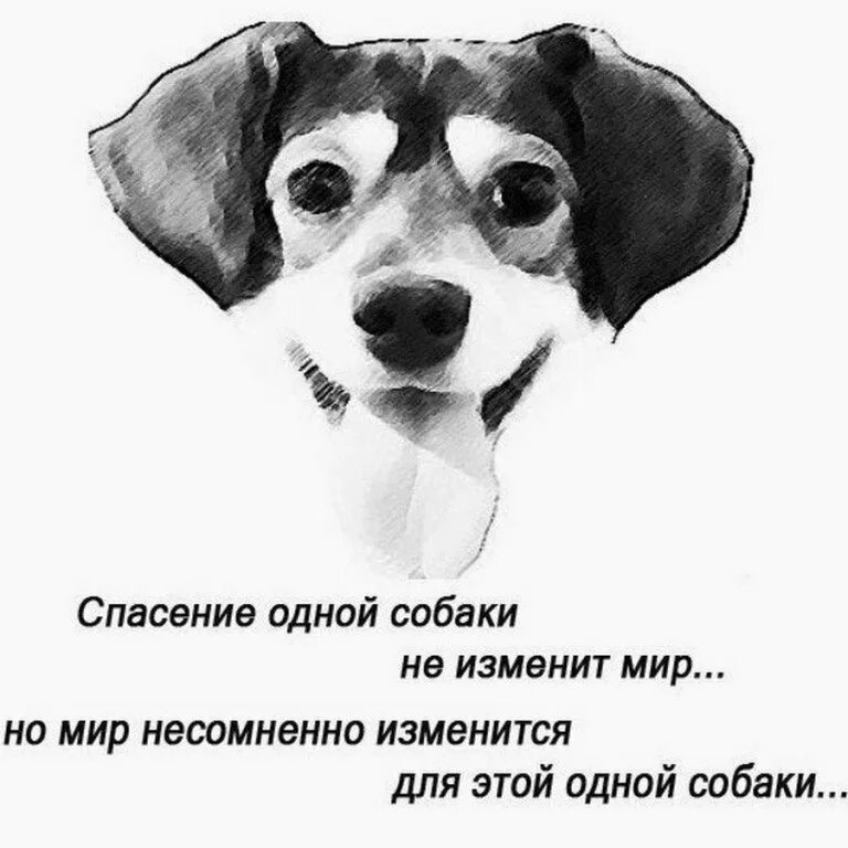 Помощь большим собакам