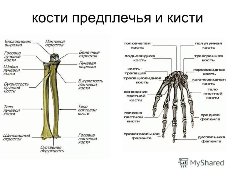 Предплечье на скелете. Лучевая кость строение скелета. Кости предплечья анатомия строение. Строение кисти лучевая кость. Лучевая кость на руке предплечье.