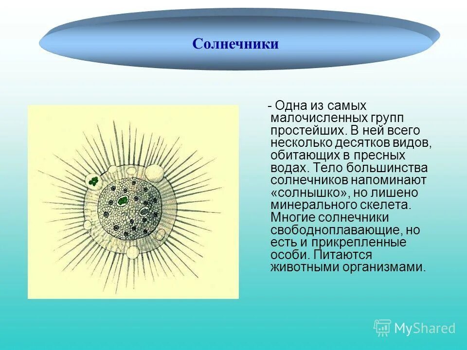 образ жизни солнечников. таблица лучевики солнечники корненожки. корненожки радиолярии солнечники. солнечник водоросли. саркодовые солнечники.