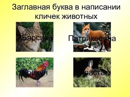 Заглавные буквы клички животных