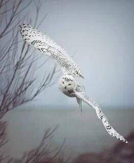 Сова белая летит