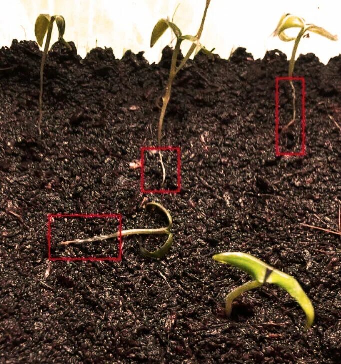 Черная ножка у рассады томатов фото. Черная ножка у помидорной рассады. Чёрная ножка у рассады томатов. Черноножка у рассады помидор. Черная ножка на рассаде помидор.