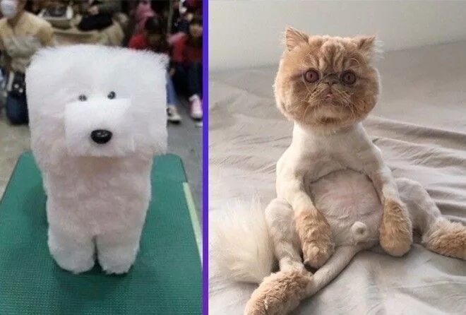 груминг кошек. груминг собак. стрижка собак и кошек. стрижка длинношерстных кошек. кошки и собаки стриженные.